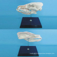 Dog Head Anatomy Skeleton Model for Teaching (R190110)